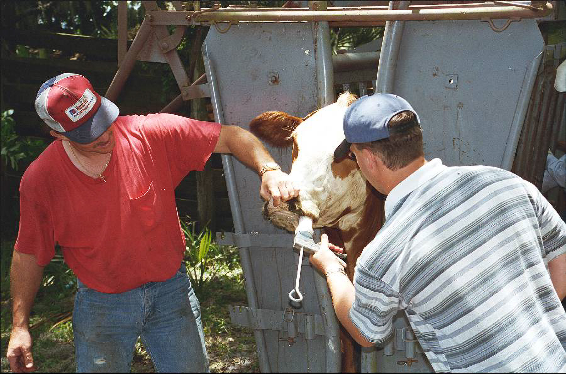 worm medicine cattle oranges and other things on the farm at lamartin worm medicine cattle oranges and other things on the farm at lamartin