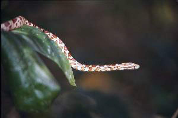 animal_representative.jpg (5987 bytes)