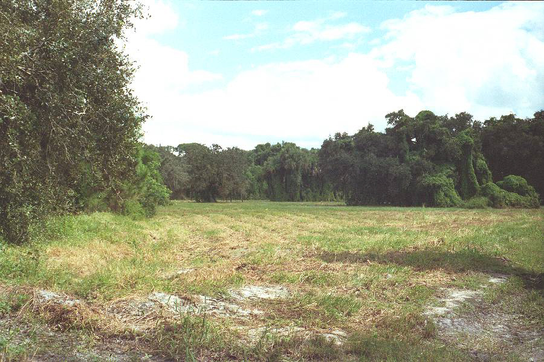 Mowed Field