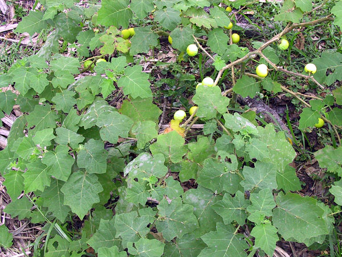 Soda Apple
