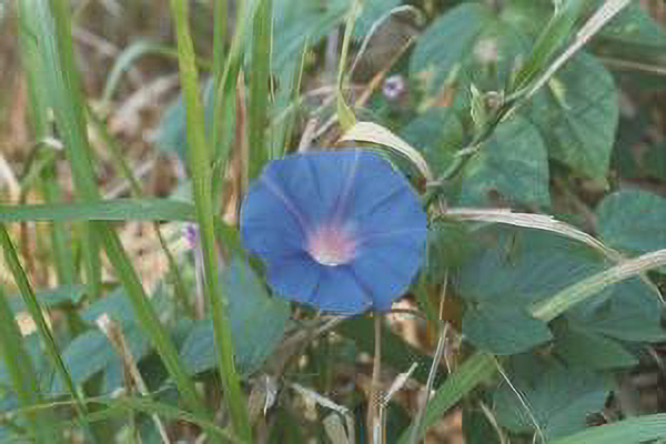 plant_representative.jpg (11944 bytes)