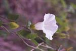wf_3.jpg (9480 bytes)